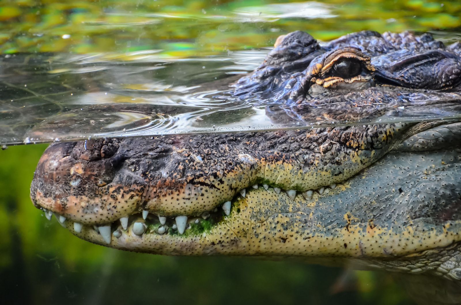 crocodile lurking in the water