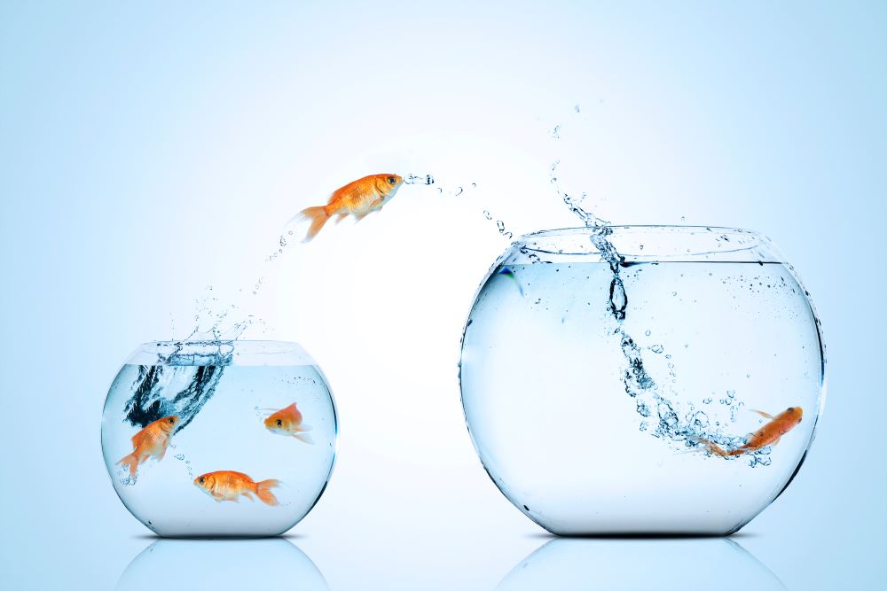 An intrepid goldfish leaps into a new empty bowl